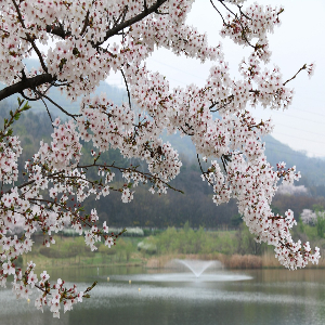 벚꽃이 활짝 핀 사진
